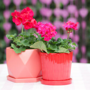 geraniums
