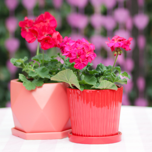 geraniums