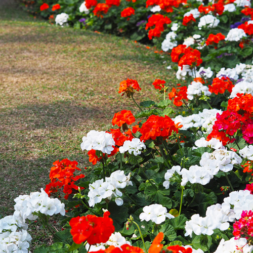 geraniums in flowerbed