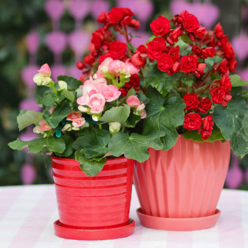 Rieger begonias