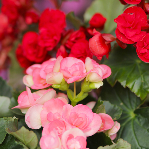 Rieger begonia flowers