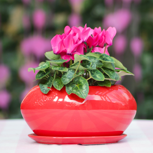 cyclamen