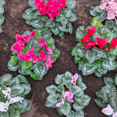 cyclamen in flowerbeds