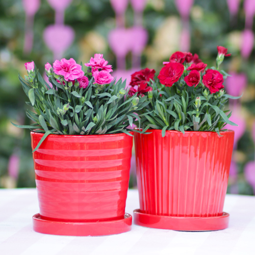 carnations