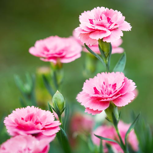 flowering carnations
