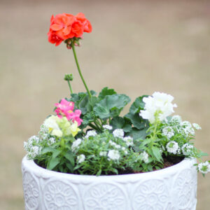 cool season container gardens