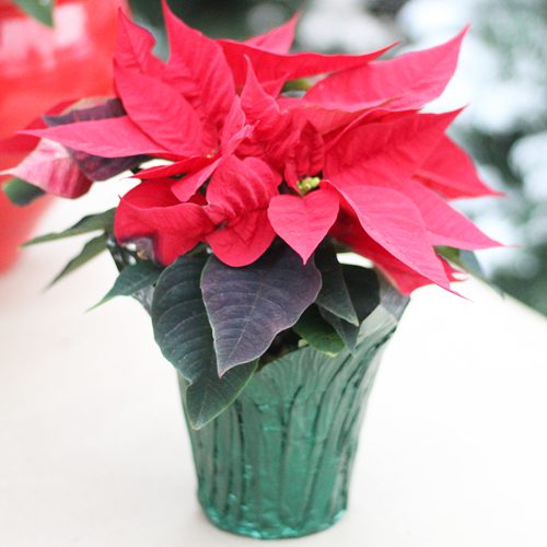 poinsettia in foil wrap