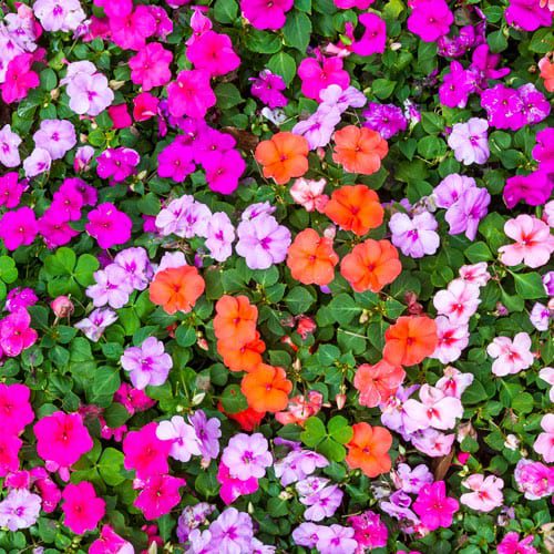 impatiens