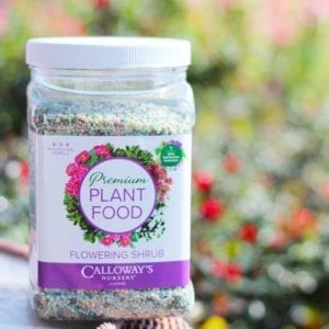 calloway's premium flowering shrub plant food