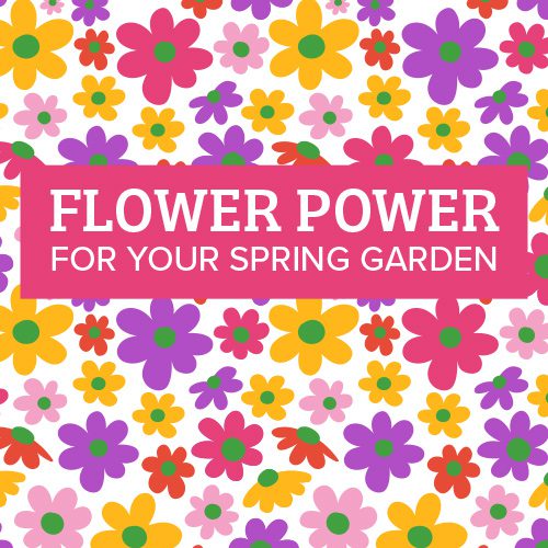 spring planting ideas