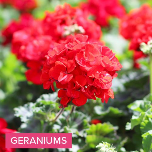 geraniums