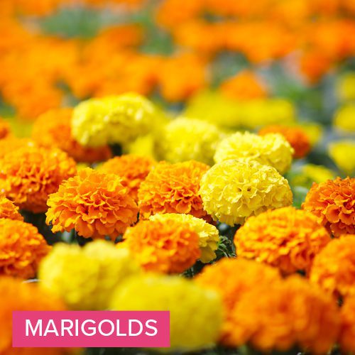 marigolds