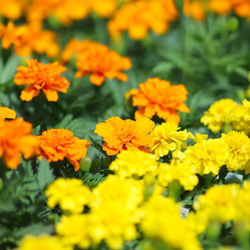yellow and orange marigold