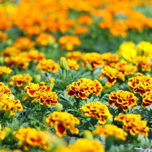 yellow marigolds