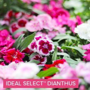 ideal select dianthus