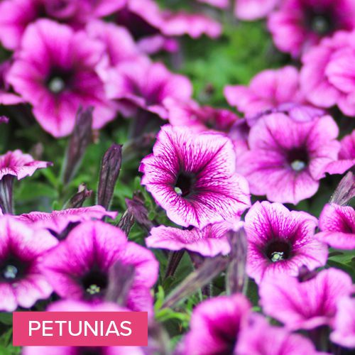 petunias