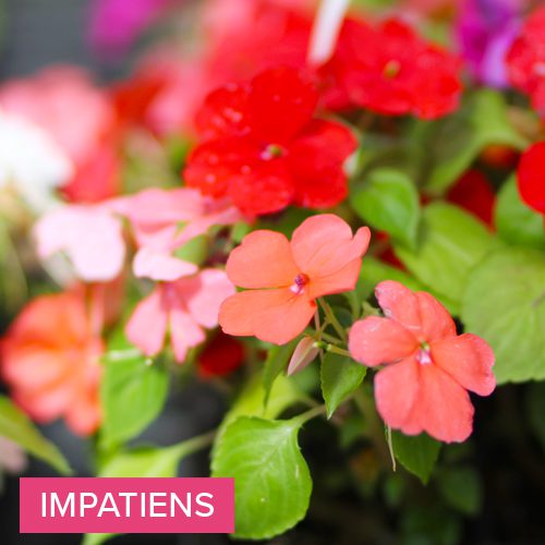 impatiens
