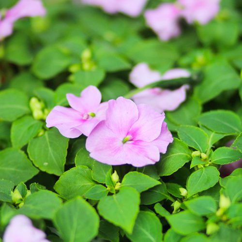purple impatiens