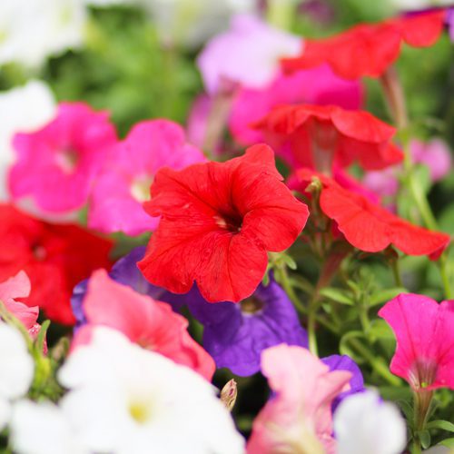red petunias