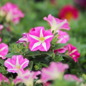 crazytunia