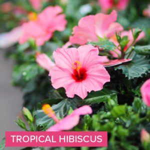 tropical hibiscus