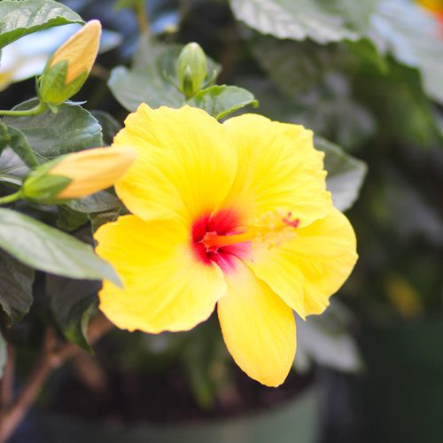 yellow tropical hibicus