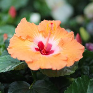 orange hibiscus