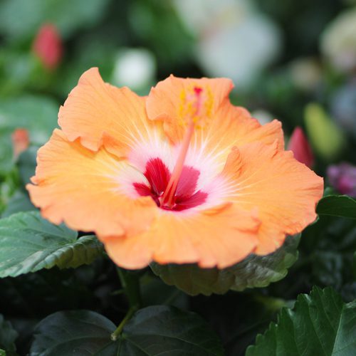 orange hibiscus