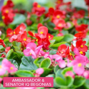 senator iq and ambassador begonias