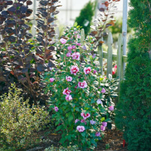 althea plant