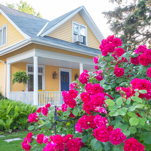 roses in landscape