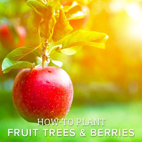 how to plant fruit trees and berries