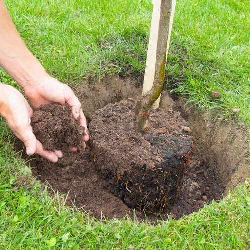 planting a fruit tree