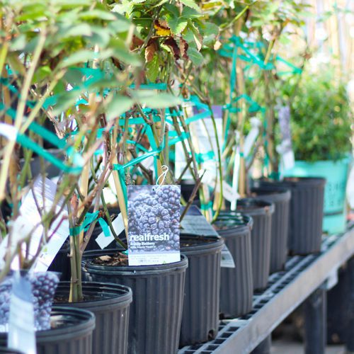 blackberry shrubs