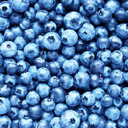 planting blueberries