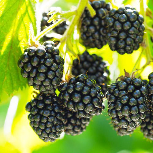 how to plant blackberries