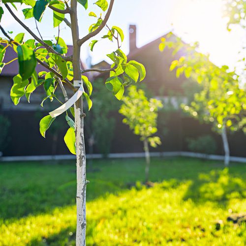 fruit trees