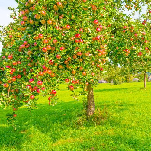 apple tree