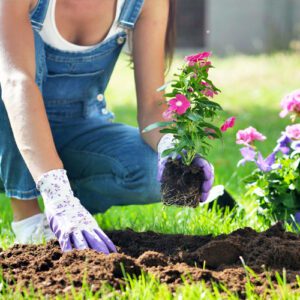 planting cora vinca