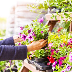 woman holding petunias