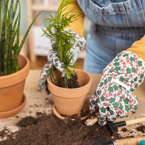 decorate with indoor plants