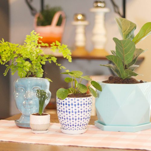 reducing stress levels with indoor gardening