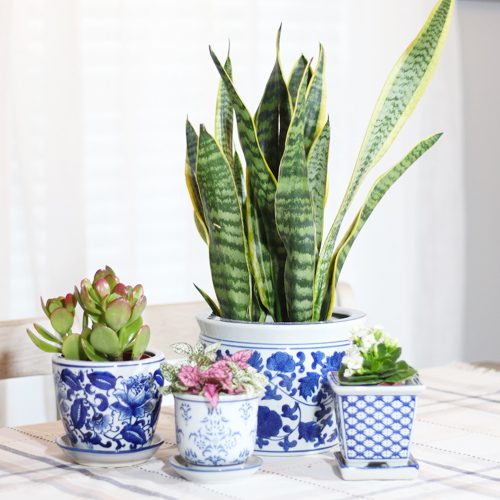 workspace plants and their benefits