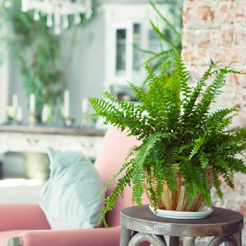 indoor plants reshaping your space