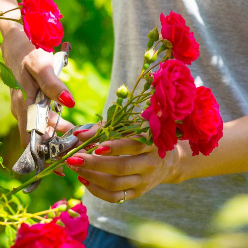 flowering plant tips