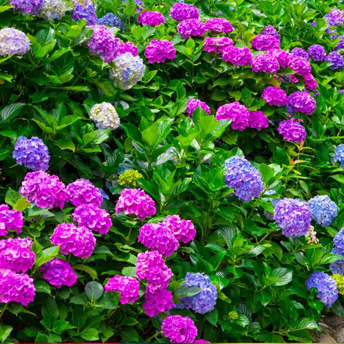 outdoor flower garden in your backyard