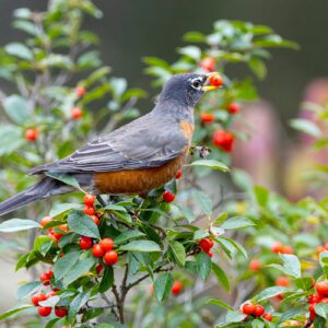 robin on holly