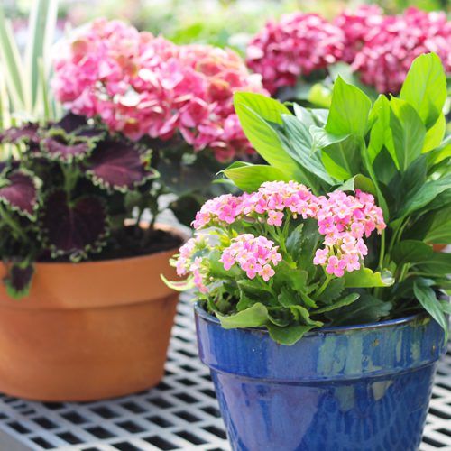 plant selection based on sun & water requirements