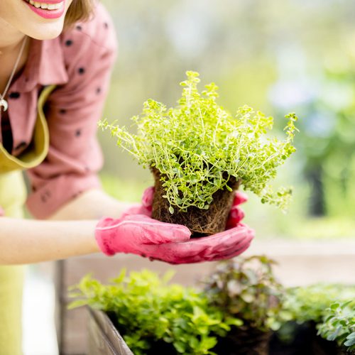 how to grow an herb garden