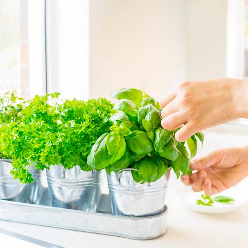 herb gardens need sun